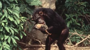 مشاهدة الوثائقي Lucy the Human Chimp 2021 مترجم مباشر اونلاين