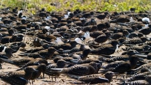 مشاهدة المسلسل الوثائقي Blue Planet II مترجم