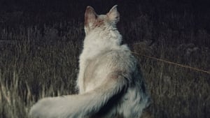 مشاهدة فيلم It Comes at Night 2017 مترجم