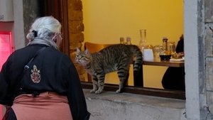 Kedi (2016)