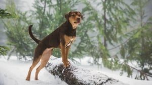 مشاهدة فيلم A Dog’s Way Home 2019 مترجم مباشر اونلاين