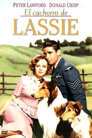 Image El cachorro de Lassie
