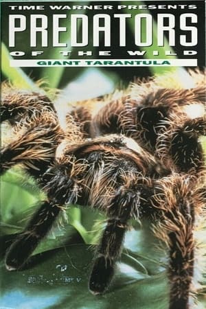 Image Predators of the Wild: Giant Tarantula