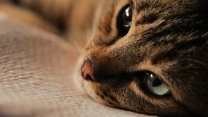Kedi (2016)
