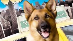 Cool Dog - Rin Tin Tin a New York backdrop Cool Dog - Rin Tin Tin a New York