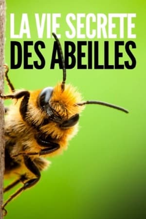 Télécharger La vie secrete des abeilles ou regarder en streaming Torrent magnet 