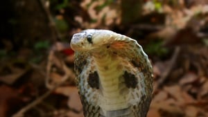 مشاهدة الوثائقي Secrets of the King Cobra 2010 مترجم