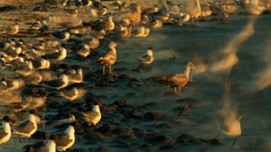 Symphony for Our World (2018)