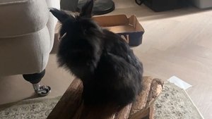 Hungry Bunny