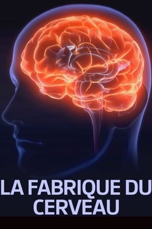 Télécharger La fabrique du cerveau ou regarder en streaming Torrent magnet 