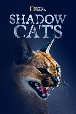 Poster Shadow Cats 2022