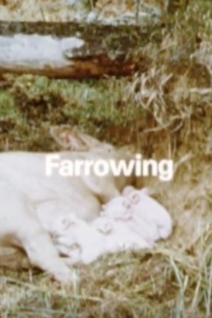 Behavior Of Domestic-Pigs In A Semi-Natural Pig-Park (1989)