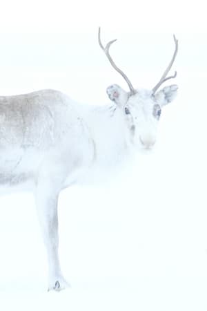 Image Spirit of the Reindeer