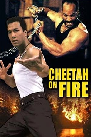 Image Cheetah On Fire