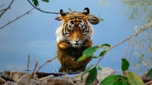 مشاهدة فيلم Tiger 24 2022 مترجم