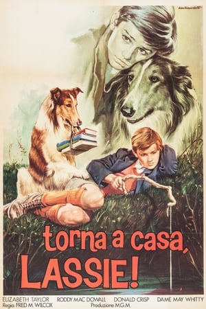 Image Torna a casa Lassie!