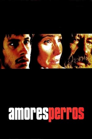 Image Amores perros