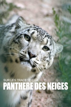 Image Sur les traces de la panthère des neiges