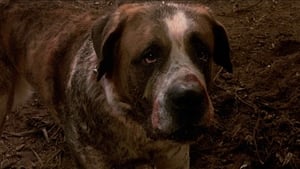 مشاهدة فيلم Cujo 1983 مترجم