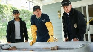 NCIS Season 16 :Episode 2  Love Thy Neighbor