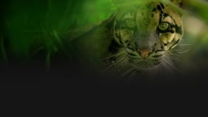 مشاهدة الوثائقي India’s Wild Leopards 2020 مترجم