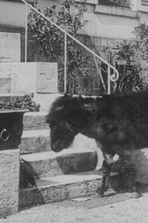 Nonton film The Domestic Donkey (1912) terbaru sub indo