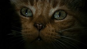 Images posters