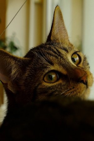 Nonton film Neko (2021) terbaru sub indo Nonton film Neko (2021) terbaru sub indo