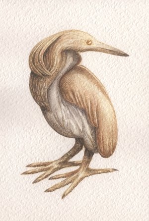 The Golden Squacco Heron (2025)