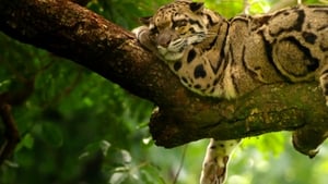 مشاهدة الوثائقي India’s Wild Leopards 2020 مترجم