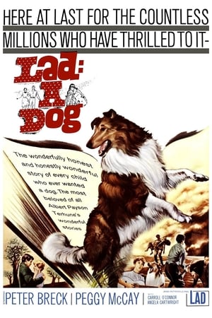 Poster Lad: A Dog 1962