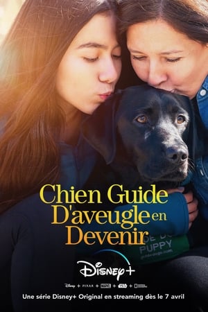 Image Chien Guide D'aveugle en Devenir