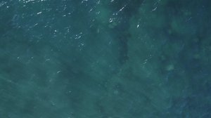 Attenborough and the Sea Dragon watch online free