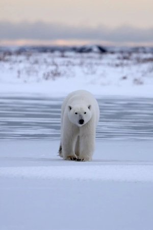 Polar Bear Country (2025)
