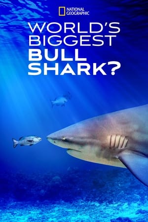 World's Biggest Bull Shark? 2021
