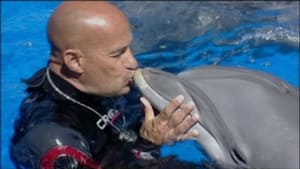 مشاهدة الوثائقي The Last Dolphin King 2022 مترجم