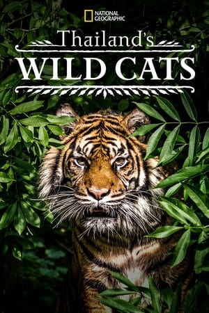 Poster 태국의 야생 고양잇과 동물들 2021