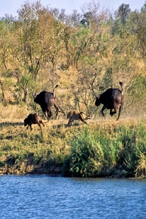 Image Battle at Kruger