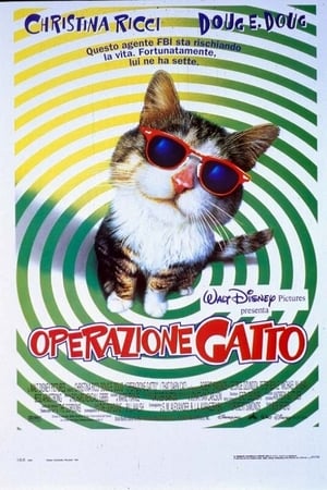 Image Operazione gatto