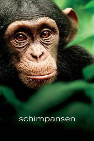 Image Schimpansen