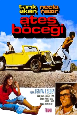 Image Ateş Böceği