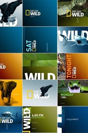 Télécharger National Geographic - Αδάμαστη Αμερική ou regarder en streaming Torrent magnet 