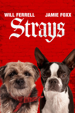 Image Strays