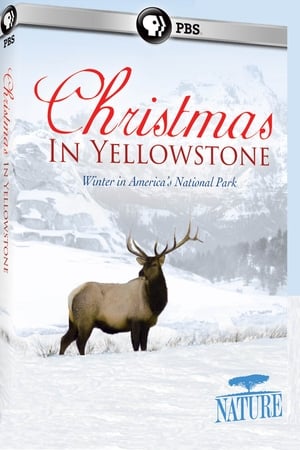 Image Noël Au Yellowstone