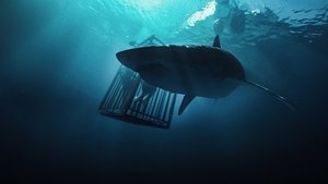 47 Meters Down (2017)