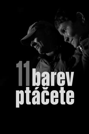 Image 11 barev ptáčete