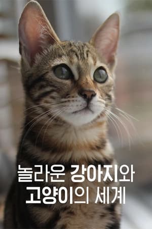 Image 놀라운 강아지와 고양이의 세계