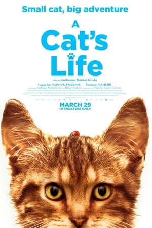 Image A Cat's Life