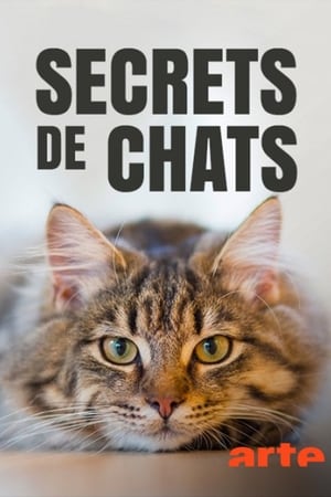 Télécharger Secrets de chats ou regarder en streaming Torrent magnet 