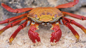 Foundations of Organic Chemistry Season 1 :Episode 25  Metals in Organic Chemistry